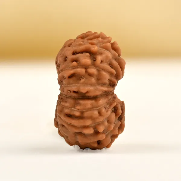 16_Mukhi_From_Java_Indonesia_Small_Clxxxii