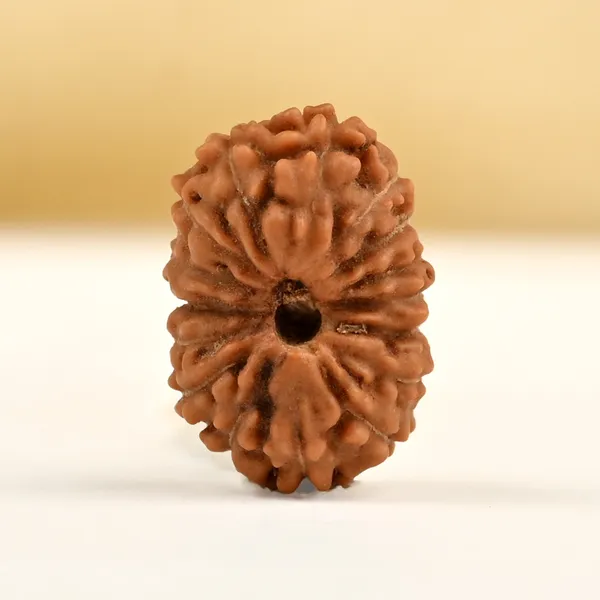 16_Mukhi_From_Java_Indonesia_Small_Clxxxii