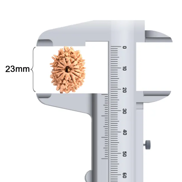 Techpandit_13_Mukhi_Rudraksha_Bead_Nepal_Origin