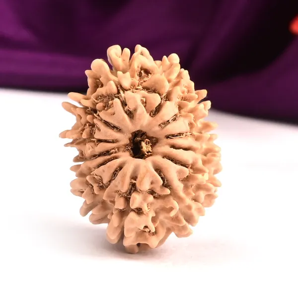 Techpandit_13_Mukhi_Rudraksha_Bead_Nepal_Origin