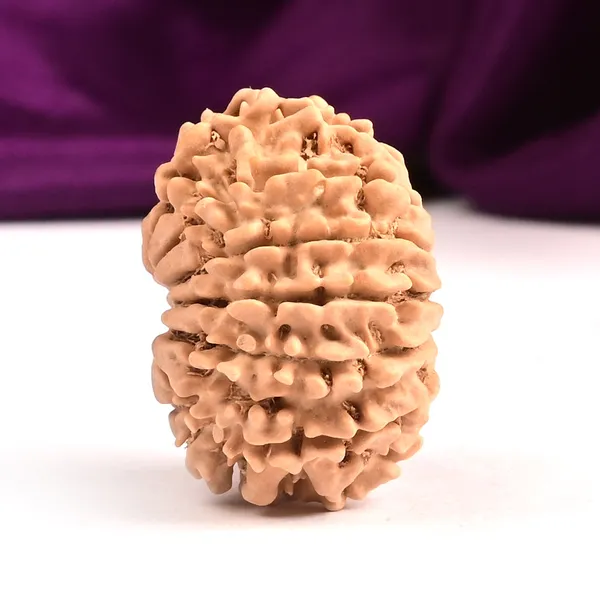 Techpandit_13_Mukhi_Rudraksha_Bead_Nepal_Origin