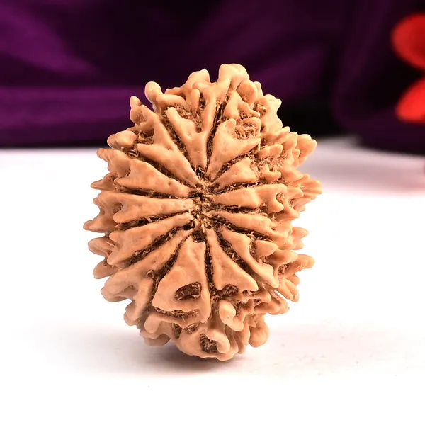 Techpandit_13_Mukhi_Rudraksha_Bead_Nepal_Origin