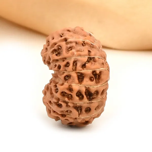 14_Mukhi_From_Java_Indonesia_Large_Clix