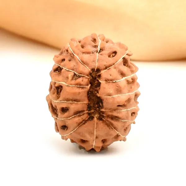 14_Mukhi_From_Java_Indonesia_Large_Clix
