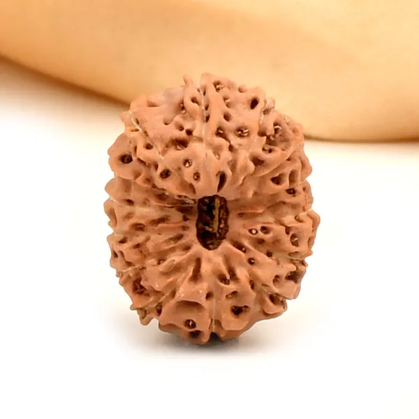 14_Mukhi_From_Java_Indonesia_Large_Clix