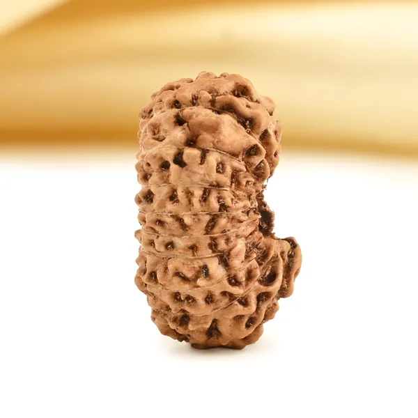 Techpandit_19_Mukhi_Rudraksha_Bead_Indonesia