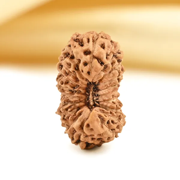Techpandit_19_Mukhi_Rudraksha_Bead_Indonesia