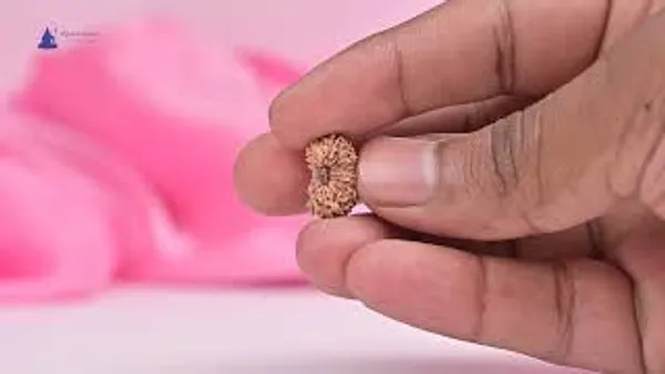 Techpandit_19_Mukhi_Rudraksha_Bead_Indonesia