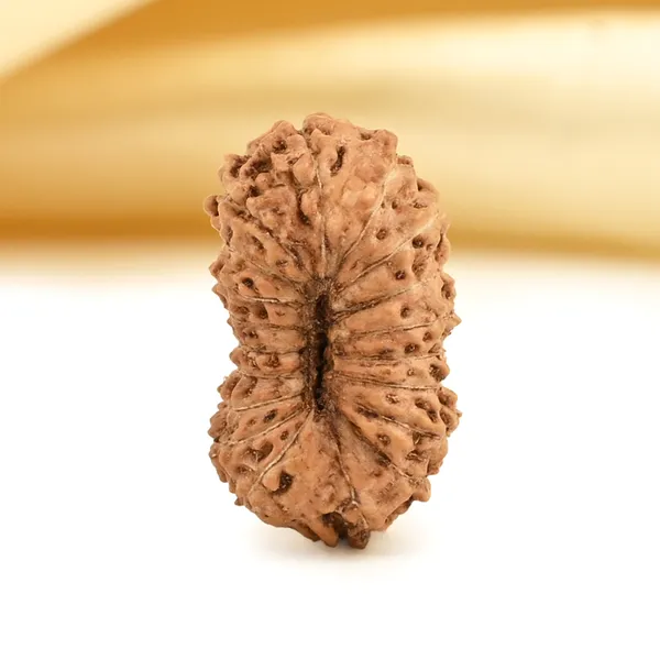 Techpandit_19_Mukhi_Rudraksha_Bead_Indonesia
