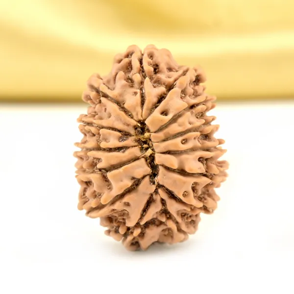 14_Mukhi_From_Nepal_Small_Cclxxi