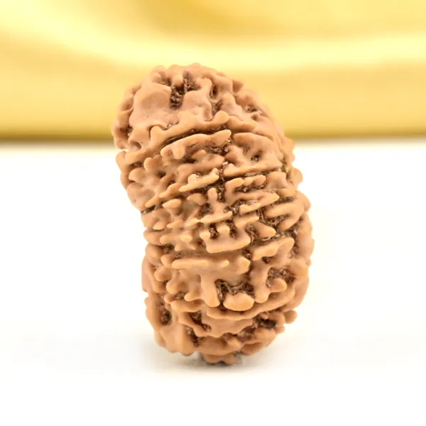 14_Mukhi_From_Nepal_Small_Cclxxi