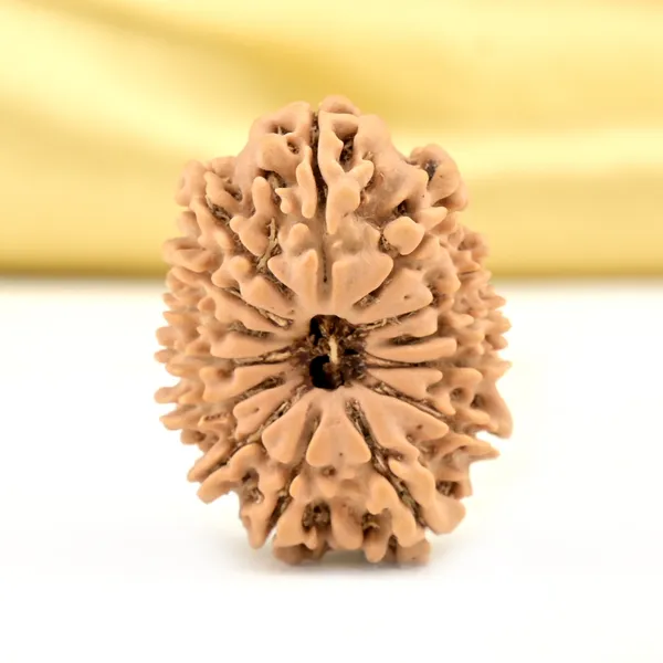 14_Mukhi_From_Nepal_Small_Cclxxi