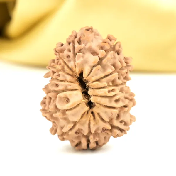 14_Mukhi_From_Nepal_Small_Cclxiii