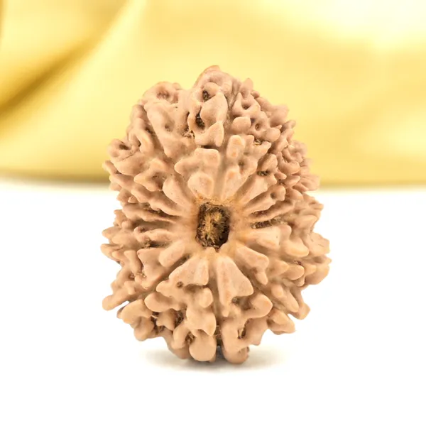 14_Mukhi_From_Nepal_Small_Cclxiii