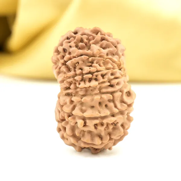 14_Mukhi_From_Nepal_Small_Cclxiii