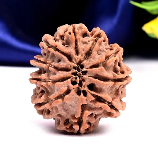 10_Mukhi_Nepal_Rudraksha_Bead_Large