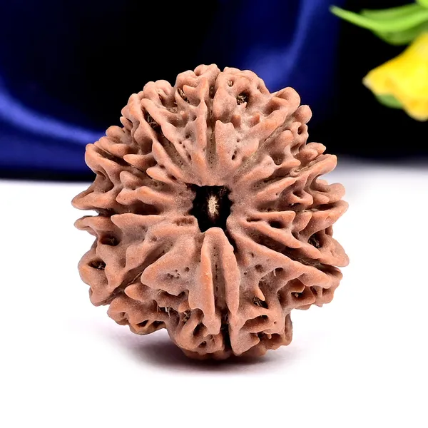 10_Mukhi_Nepal_Rudraksha_Bead_Large