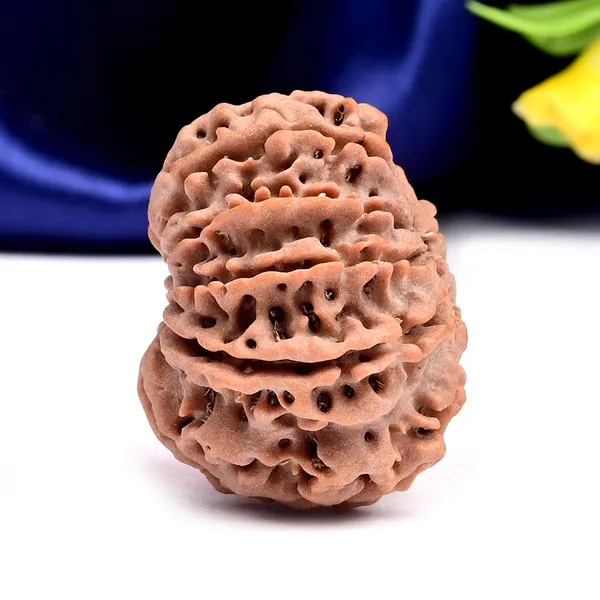 10_Mukhi_Nepal_Rudraksha_Bead_Large