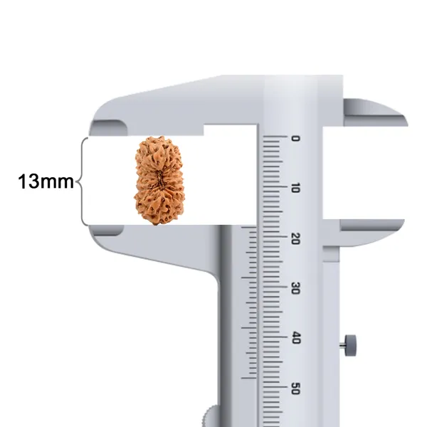 Techpandit_19_Mukhi_Rudraksha_Bead_Indonesia