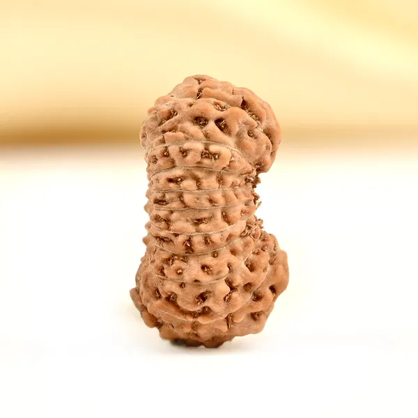 Techpandit_19_Mukhi_Rudraksha_Bead_Indonesia
