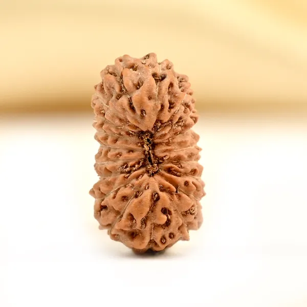 Techpandit_19_Mukhi_Rudraksha_Bead_Indonesia