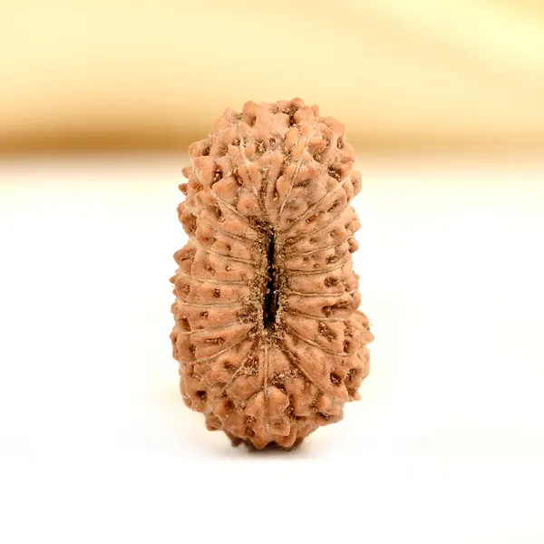 Techpandit_19_Mukhi_Rudraksha_Bead_Indonesia