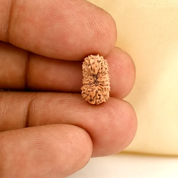 Techpandit_19_Mukhi_Rudraksha_Bead_Indonesia
