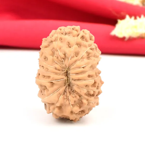 15_Mukhi_Rudraksha_Bead_Indonesia