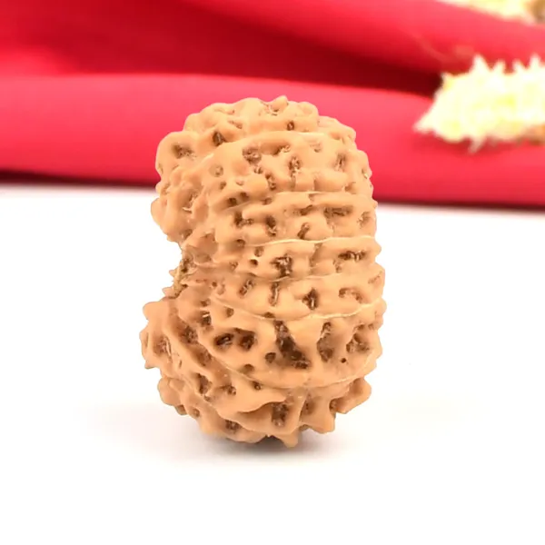 15_Mukhi_Rudraksha_Bead_Indonesia