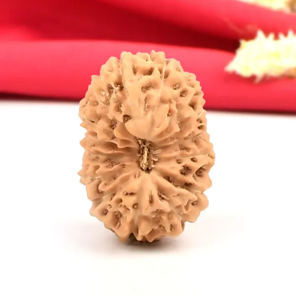 15_Mukhi_Rudraksha_Bead_Indonesia