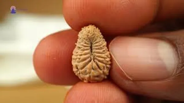 19_Mukhi_From_Java_Indonesia_Civ