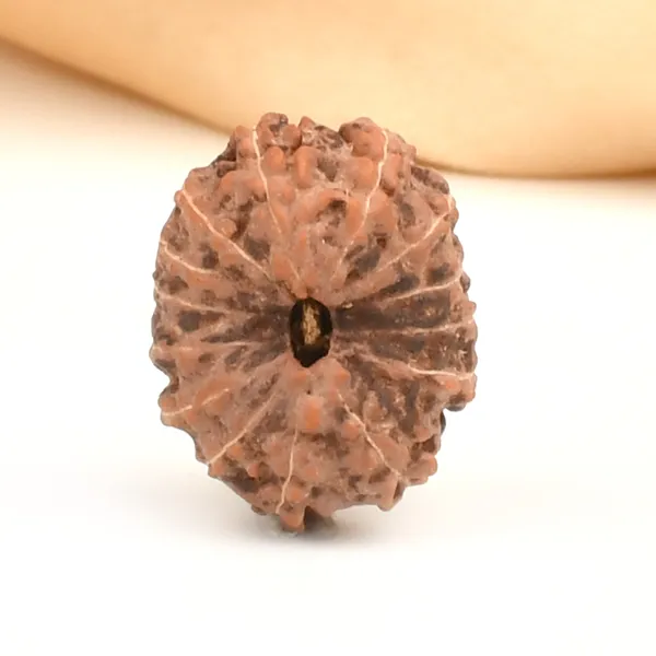 14_Mukhi_From_Java_Indonesia_Large_Cliv