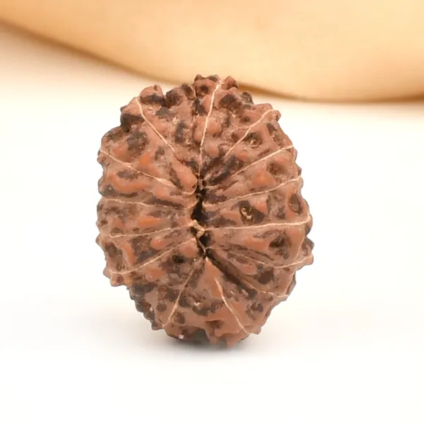 14_Mukhi_From_Java_Indonesia_Large_Cliv
