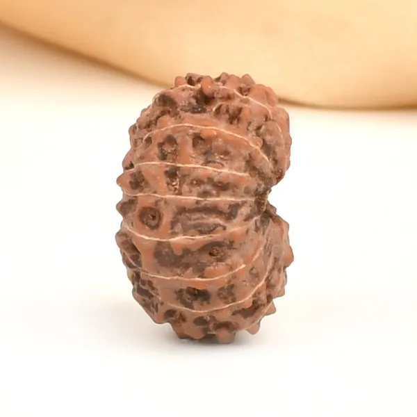 14_Mukhi_From_Java_Indonesia_Large_Cliv