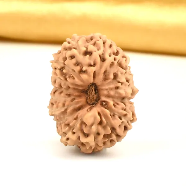 16_Mukhi_Java_Indonesia_Large_Rudraksha_Bead