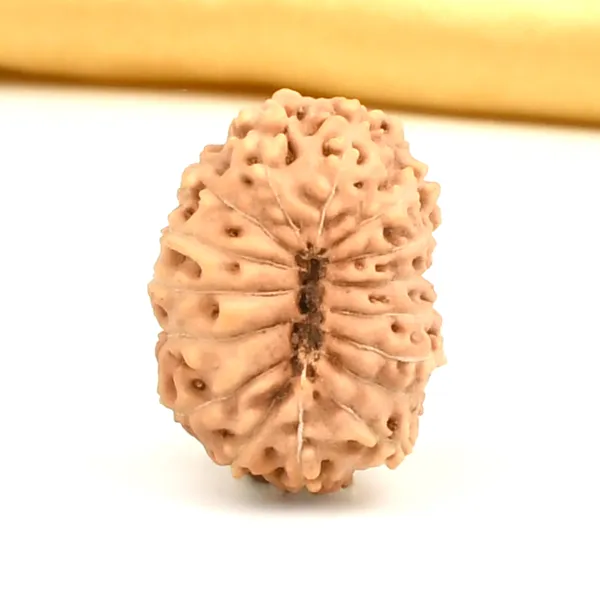 16_Mukhi_Java_Indonesia_Large_Rudraksha_Bead