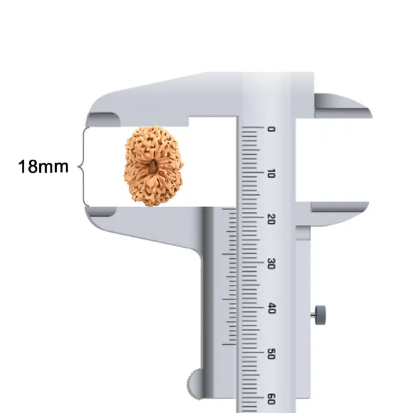 16_Mukhi_Java_Indonesia_Large_Rudraksha_Bead