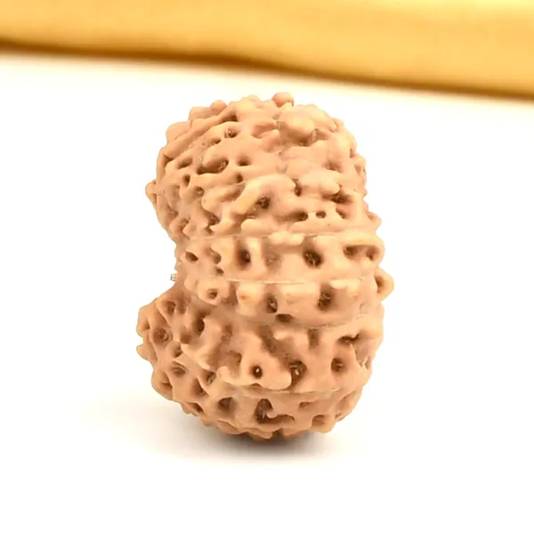 16_Mukhi_Java_Indonesia_Large_Rudraksha_Bead