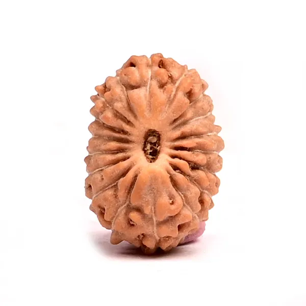18_Mukhi_From_Java_Indonesia_Tiny_Ii