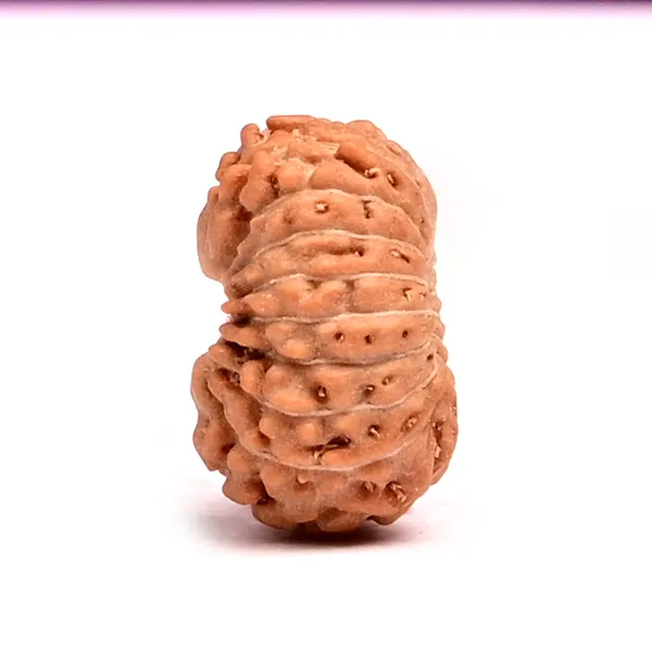 18_Mukhi_From_Java_Indonesia_Tiny_Ii