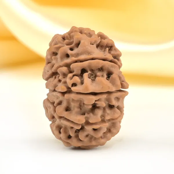 10_Mukhi_From_Nepal_Small_Cdlxi
