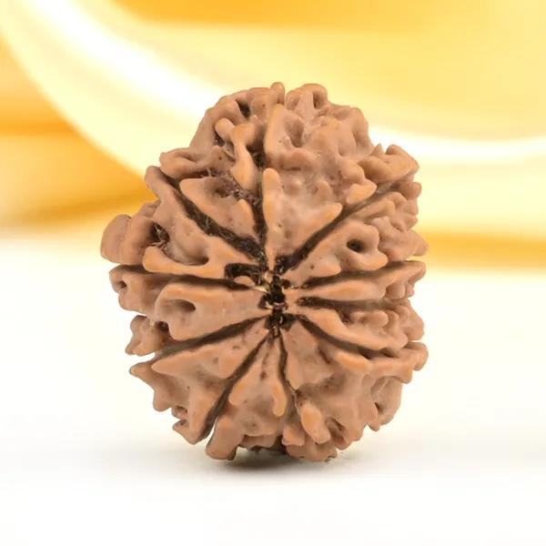 10_Mukhi_From_Nepal_Small_Cdlxi