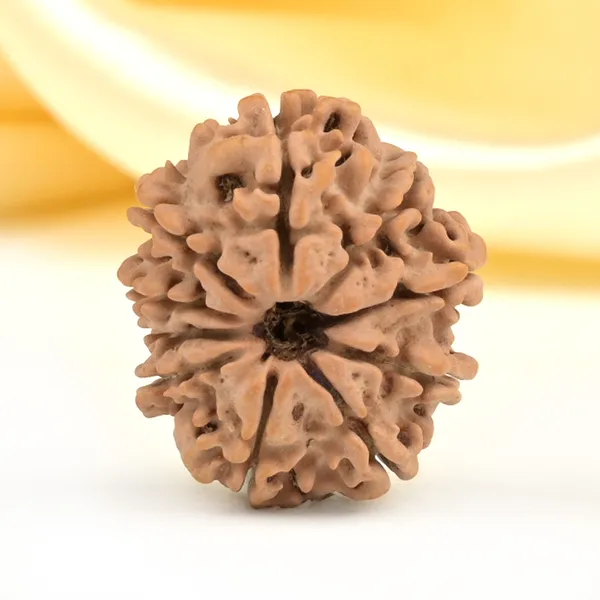 10_Mukhi_From_Nepal_Small_Cdlxi