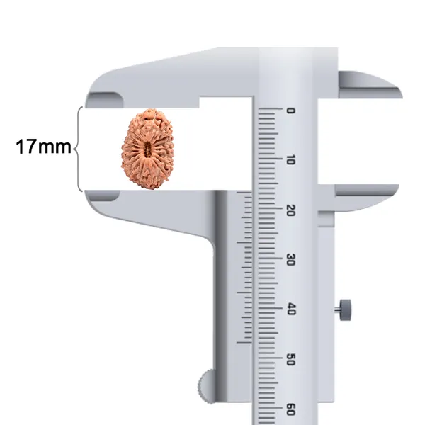 Techpandit_18_Mukhi_Java_Indonesian_Rudraksha_Bead
