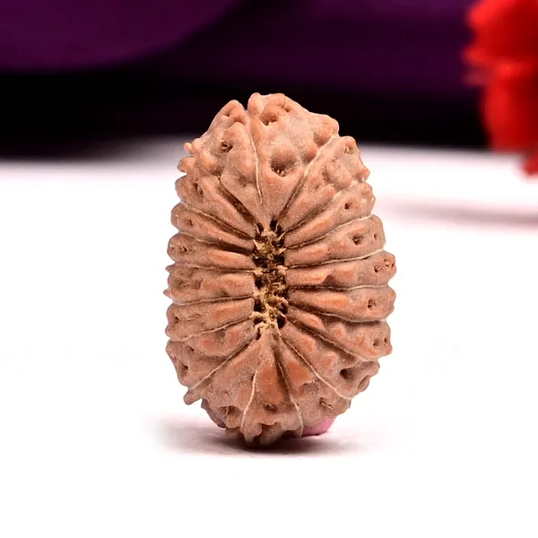 Techpandit_18_Mukhi_Java_Indonesian_Rudraksha_Bead