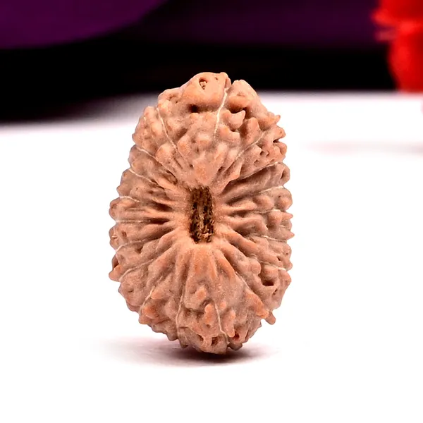 Techpandit_18_Mukhi_Java_Indonesian_Rudraksha_Bead