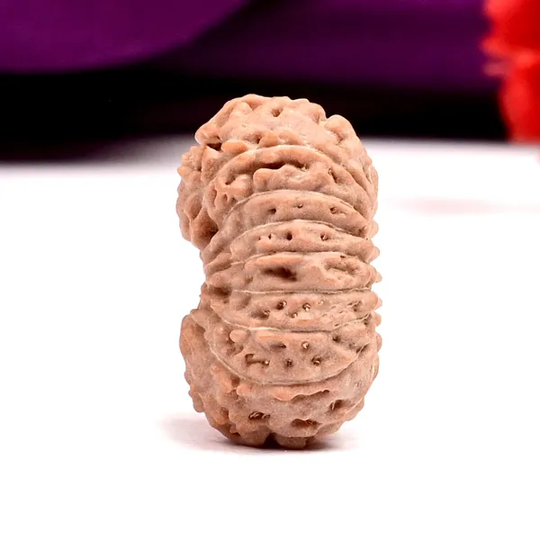 Techpandit_18_Mukhi_Java_Indonesian_Rudraksha_Bead