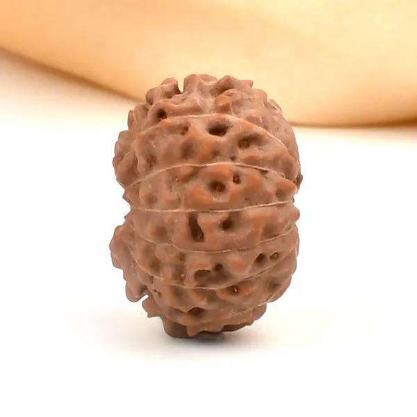 14_Mukhi_Rudraksha_Bead_Indonesia