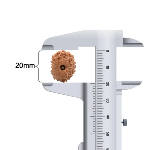 14_Mukhi_Rudraksha_Bead_Indonesia