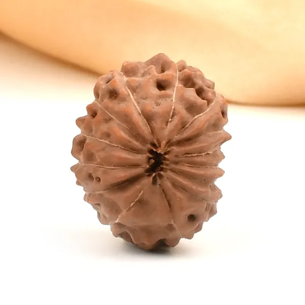 14_Mukhi_Rudraksha_Bead_Indonesia